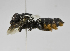  (Megachile PRY02 - B1401-D04)  @14 [ ] CreativeCommons - Attribution Non-Commercial Share-Alike (2010) Unspecified York University