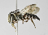  (Coelioxys zapoteca - B1401-D06)  @15 [ ] CreativeCommons - Attribution Non-Commercial Share-Alike (2010) Unspecified York University