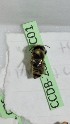  (Megachile IR01 - CCDB-28231 C01)  @12 [ ] CreativeCommons - Attribution (2015) Laurence Packer York University