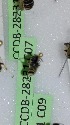  (Megachile IR02 - CCDB-28231 C07)  @12 [ ] CreativeCommons - Attribution (2015) Laurence Packer York University