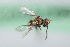  (Caenohalictus spz - CCDB-22013 C09)  @11 [ ] CreativeCommons - Attribution (2015) Laurence Packer York University