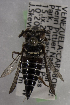  (Coelioxys VEN01 - 14492-B01)  @11 [ ] CreativeCommons - Attribution Non-Commercial Share-Alike (2012) Packer Collection York University York University