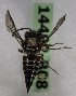  (Coelioxys VEN02 - 14492-B08)  @11 [ ] CreativeCommons - Attribution Non-Commercial Share-Alike (2012) Packer Collection York University York University