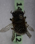  (Megachile VEN02 - 14492-B12)  @11 [ ] CreativeCommons - Attribution Non-Commercial Share-Alike (2012) Packer Collection York University York University