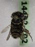  (Megachile VEN01 - 14492-C02)  @11 [ ] CreativeCommons - Attribution Non-Commercial Share-Alike (2012) Packer Collection York University York University