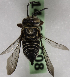  (Coelioxys VEN03 - 14492-C08)  @11 [ ] CreativeCommons - Attribution Non-Commercial Share-Alike (2012) Packer Collection York University York University