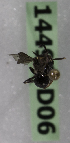  (Hylaeus VEN01 - 14492-D06)  @11 [ ] CreativeCommons - Attribution Non-Commercial Share-Alike (2012) Packer Collection York University York University