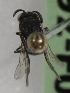  (Hylaeus VEN03 - 14492-F02)  @11 [ ] CreativeCommons - Attribution Non-Commercial Share-Alike (2012) Packer Collection York University York University