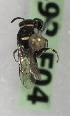  (Hylaeus VEN04 - 14492-F04)  @11 [ ] CreativeCommons - Attribution Non-Commercial Share-Alike (2012) Packer Collection York University York University