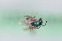  (Caenohalictus spy - CCDB-22013 D03)  @11 [ ] CreativeCommons - Attribution (2015) Laurence Packer York University