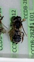  (Megachile IR03 - CCDB-28231 D12)  @12 [ ] CreativeCommons - Attribution (2015) Laurence Packer York University