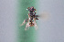  (Spinoliella CHL03Anto - CCDB-22013 E07)  @13 [ ] CreativeCommons - Attribution (2015) Laurence Packer York University