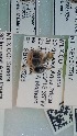 (Ashmeadiella rhodognatha - CCDB-28230 G08)  @11 [ ] CreativeCommons - Attribution (2015) Laurence Packer York University