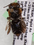  (Megachile griseopicta - CCDB-15262-C9)  @11 [ ] CreativeCommons - Attribution Non-Commercial Share-Alike (2010) Packer Collection York University York University