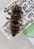  (Megachile vera - CCDB-15262-D9)  @12 [ ] CreativeCommons - Attribution Non-Commercial Share-Alike (2010) Packer Collection York University York University