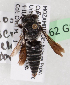  (Coelioxys cavigena - CCDB-15262-G12)  @12 [ ] CreativeCommons - Attribution Non-Commercial Share-Alike (2010) Packer Collection York University York University