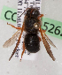  (Notanthidium steloides - CCDB-15262-H6)  @13 [ ] CreativeCommons - Attribution Non-Commercial Share-Alike (2010) Packer Collection York University York University