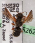  (Notanthidium CHL02 - CCDB-15262-H7)  @11 [ ] CreativeCommons - Attribution Non-Commercial Share-Alike (2010) Packer Collection York University York University