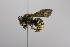  (Paranthidium - CCDB-00601 F10)  @14 [ ] CreativeCommons - Attribution Non-Commercial Share-Alike (2010) Unspecified York University