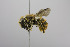 (Osmia azteca - CCDB-00601 G01)  @14 [ ] CreativeCommons - Attribution Non-Commercial Share-Alike (2010) Unspecified York University