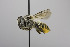  (Megachile sp. aff. flavihirsuta - CCDB-00601 G03)  @14 [ ] CreativeCommons - Attribution Non-Commercial Share-Alike (2010) Unspecified York University