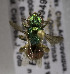  (Augochloropsis ignita - B03741B02-MEX)  @11 [ ] CreativeCommons - Attribution Non-Commercial Share-Alike (2010) Unspecified York University