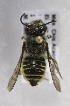  (Megachile zapoteca - B03741C01-MEX)  @11 [ ] CreativeCommons - Attribution Non-Commercial Share-Alike (2010) Unspecified York University