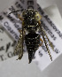  (Coelioxys aff. Zapoteca - B03741C10-MEX)  @11 [ ] CreativeCommons - Attribution Non-Commercial Share-Alike (2010) Unspecified York University