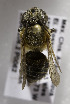  (Megachile habilis - B03741C11-MEX)  @11 [ ] CreativeCommons - Attribution Non-Commercial Share-Alike (2010) Unspecified York University