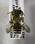  (Megachile MEX10 - B03749B05-MEX)  @13 [ ] CreativeCommons - Attribution Non-Commercial Share-Alike (2010) Unspecified York University