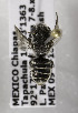  (Megachile MEX13 - B03749B11-MEX)  @11 [ ] CreativeCommons - Attribution Non-Commercial Share-Alike (2010) Unspecified York University