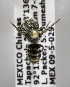  (Megachile MEX14 - B03749D02-MEX)  @12 [ ] CreativeCommons - Attribution Non-Commercial Share-Alike (2010) Unspecified York University