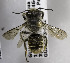  (Megachile MEX15 - B03749D10-GTM)  @15 [ ] CreativeCommons - Attribution Non-Commercial Share-Alike (2010) Unspecified York University