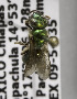  (Augochlora MEX10 - B03749F06-MEX)  @11 [ ] CreativeCommons - Attribution Non-Commercial Share-Alike (2010) Unspecified York University