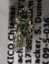  (Augochlora MEX11 - B03749F08-MEX)  @11 [ ] CreativeCommons - Attribution Non-Commercial Share-Alike (2010) Unspecified York University