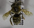  (Megachile MEX16 - B03749F11-GTM)  @11 [ ] CreativeCommons - Attribution Non-Commercial Share-Alike (2010) Unspecified York University