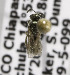  (Lasioglossum cf. cupreicolle - B03749G08-MEX)  @13 [ ] CreativeCommons - Attribution Non-Commercial Share-Alike (2010) Unspecified York University