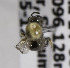  (Lasioglossum deceptor - B03749G10-MEX)  @12 [ ] CreativeCommons - Attribution Non-Commercial Share-Alike (2010) Unspecified York University
