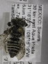  (Megachile mex 2 - 04744D12-MEX)  @12 [ ] CreativeCommons - Attribution Non-Commercial Share-Alike (2010) Unspecified York University