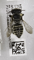  (Megachile sidalceae - 04744G09-MEX)  @12 [ ] CreativeCommons - Attribution Non-Commercial Share-Alike (2010) Unspecified York University