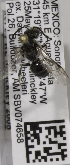  (Lasioglossum morrilli - 04744B01-MEX)  @12 [ ] CreativeCommons - Attribution Non-Commercial Share-Alike (2010) Unspecified York University