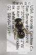  (Calliopsis obscurella - 04745G09-AZ)  @13 [ ] CreativeCommons - Attribution Non-Commercial Share-Alike (2010) Unspecified York University
