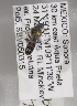  (Lasioglossum amicum - 04745A04-MEX)  @13 [ ] CreativeCommons - Attribution Non-Commercial Share-Alike (2010) Unspecified York University