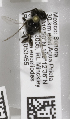  (Megachile discorhina - 04745C06-MEX)  @12 [ ] CreativeCommons - Attribution Non-Commercial Share-Alike (2010) Unspecified York University
