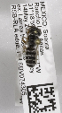  (Megachile lobatifrons - 04745D04-MEX)  @13 [ ] CreativeCommons - Attribution Non-Commercial Share-Alike (2010) Unspecified York University