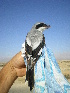  ( - NHMO-23905)  @11 [ ] Unspecified (default): All Rights Reserved  Unspecified Unspecified