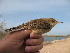  (Acrocephalus stentoreus - NHMO-448)  @11 [ ] Unspecified (default): All Rights Reserved  Unspecified Unspecified