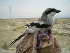 ( - NHMO-367)  @11 [ ] Unspecified (default): All Rights Reserved  Unspecified Unspecified