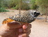  (Phoenicurus - NHMO-199)  @15 [ ] Unspecified (default): All Rights Reserved  Unspecified Unspecified