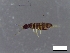  (Isotomurus bimus - BO10_RiceUniversity)  @11 [ ] No Rights Reserved (2024) Unspecified Rice University
